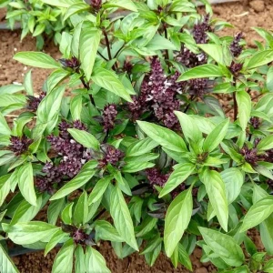 Thai Sweet Basil Live Plant – Aromatic Culinary Herb Starter – Rooted – 12-24 Inches Tall - Image 1