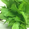 Thai Sweet Large Leaf Basil Seeds - Ocimum basilicum var. thyrsiflora - 50+ Seeds - Annual Herb - Image 1