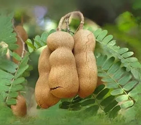 Thai Sweet Tamarind Live Plant - 12 inch Tall, Well-Rooted, Tropical Fruit Tree - Image 2