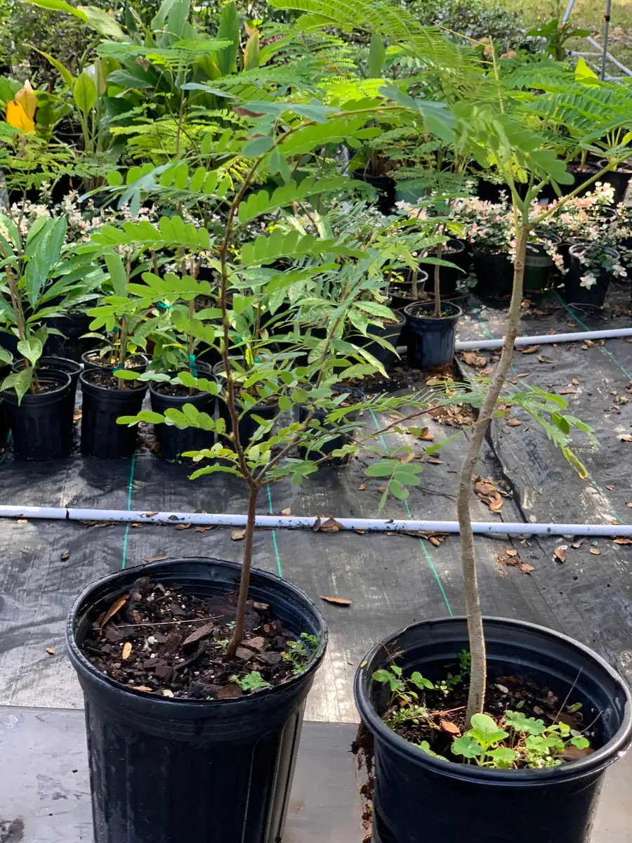 Thai Sweet Tamarind Live Plant - 12 inch Tall, Well-Rooted, Tropical Fruit Tree - Image 4