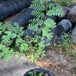 Thai Sweet Tamarind Live Plant - 12 inch Tall, Well-Rooted, Tropical Fruit Tree - Image 5