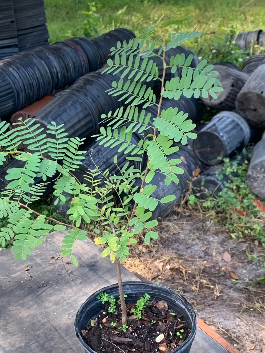 Thai Sweet Tamarind Live Plant - 12 inch Tall, Well-Rooted, Tropical Fruit Tree - Image 5