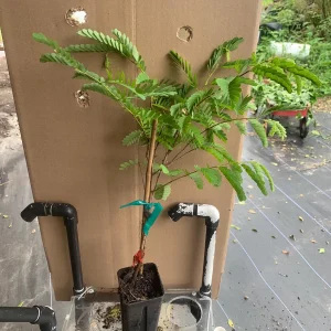 Thai Sweet Tamarind Live Plant - 12 inch Tall, Well-Rooted, Tropical Fruit Tree - Image 6