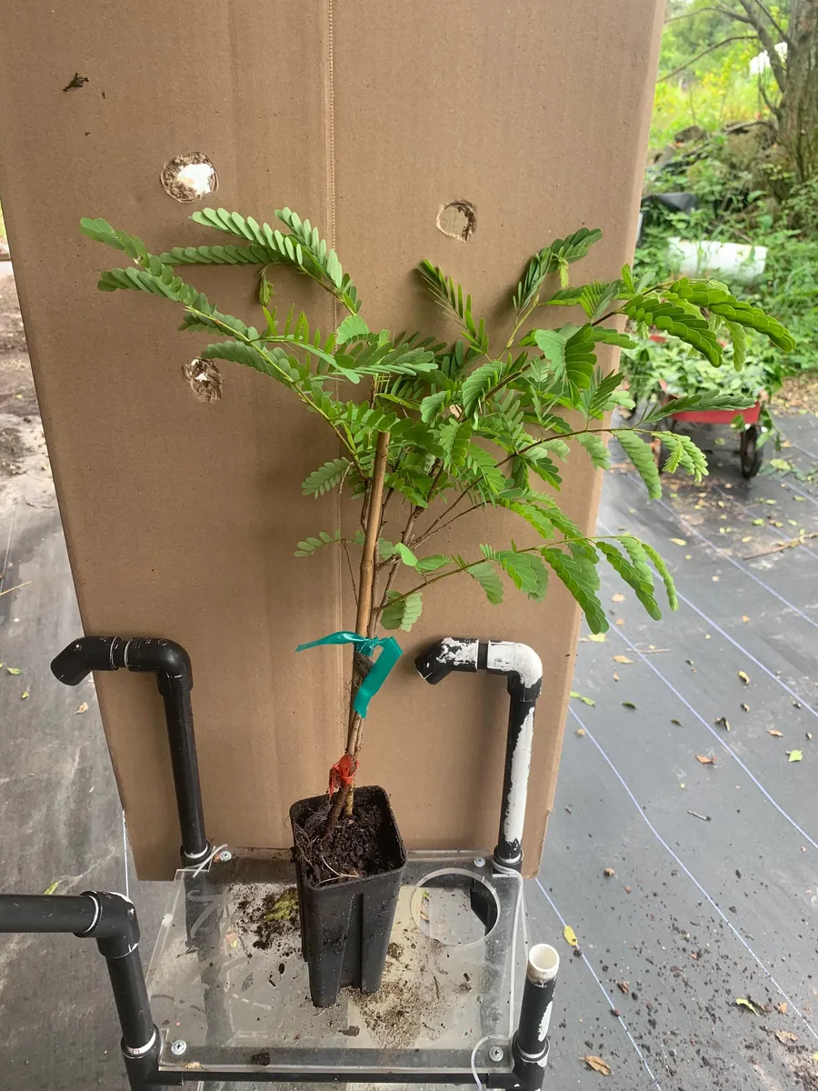 Thai Sweet Tamarind Live Plant - 12 inch Tall, Well-Rooted, Tropical Fruit Tree - Image 6