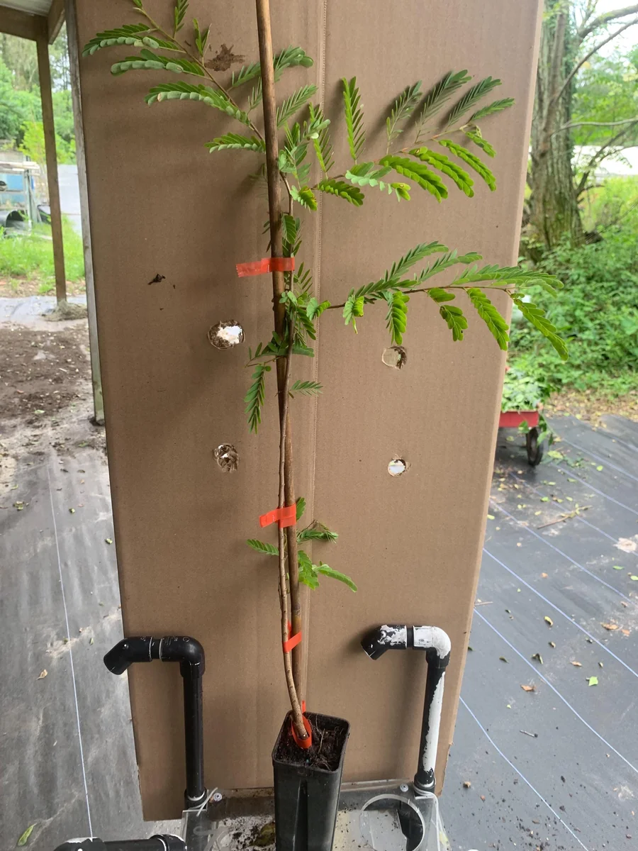 Thai Sweet Tamarind Live Plant - 12 inch Tall, Well-Rooted, Tropical Fruit Tree - Image 7