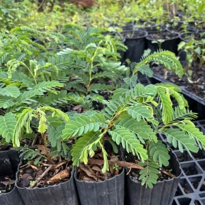 Thai Sweet Tamarind Live Plant - 12 inch Tall, Well-Rooted, Tropical Fruit Tree - Image 8