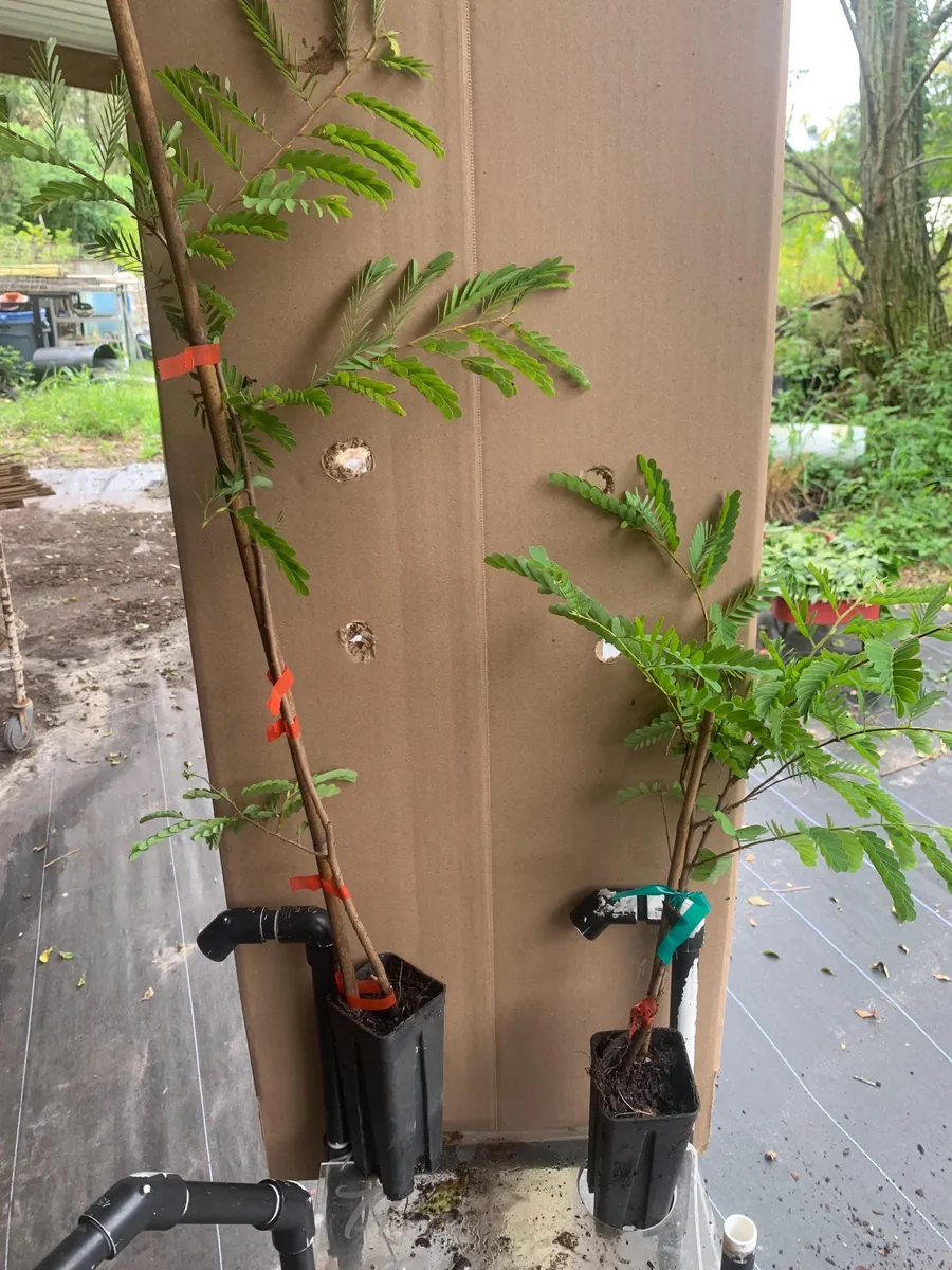 Thai Sweet Tamarind Live Plant - 12 inch Tall, Well-Rooted, Tropical Fruit Tree - Image 1