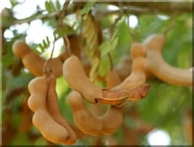 Thai Sweet Tamarind Live Plant – 2-3 Feet Tall Tree – Ships in 3 Gallon Pot - Image 1