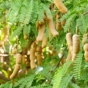 Thai Sweet Tamarind Live Plant - 4-12