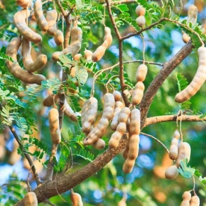 Thai Sweet Tamarind Live Plant - 4-12