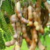 Thai Sweet Tamarind Live Plant - 4-12" Tall - Tropical Fruit Tree - Image 1