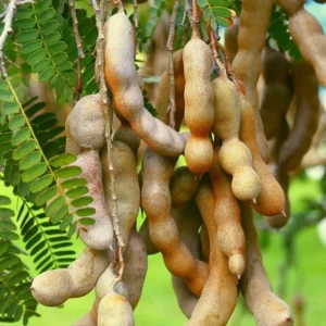 Thai Sweet Tamarind Live Plant - 4-12" Tall - Tropical Fruit Tree - Image 1