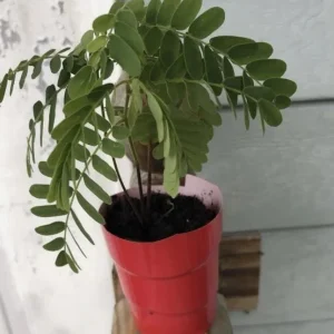 Thai Sweet Tamarind Live Plant - 4-12