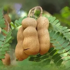 Thai Sweet Tamarind Live Plant – Well Rooted Tree – 12