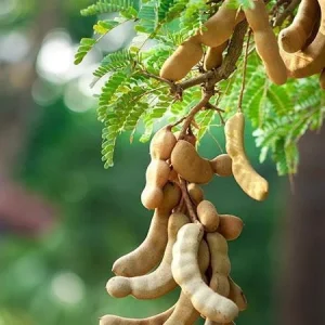 Thai Sweet Tamarind Live Plant – Well Rooted Tree – 12