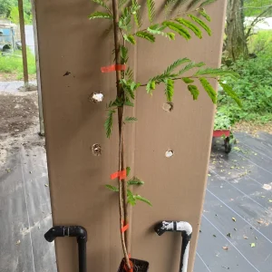 Thai Sweet Tamarind Live Plant – Well Rooted Tree – 12