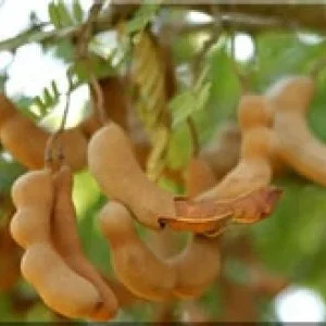 Thai Sweet Tamarind Tree – Live Plant – 1-2 ft Tall – Ships in 6 inch Pot – Outdoor - Image 1
