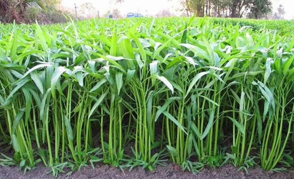 Thai Water Spinach Seeds - Ong Choy Kang Kong - 100+ NON-GMO Seeds for Garden - Image 1