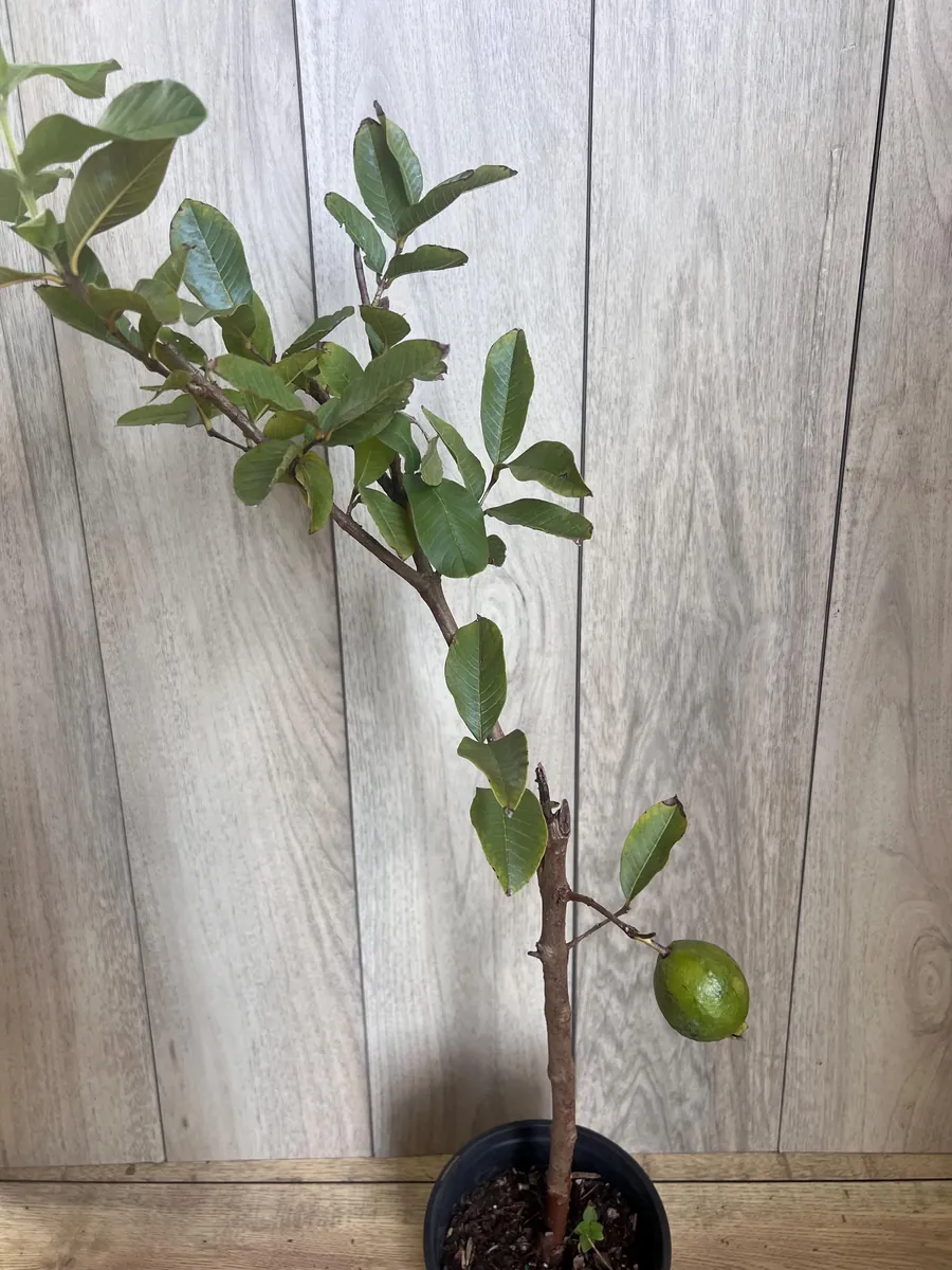 Thai White Guava Tree Live Plant – Jambu Batu – 6-10 inch Pot – Full Sun - Image 10