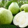 Thai White Guava Tree Live Plant – Jambu Batu – 6-10 inch Pot – Full Sun - Image 1