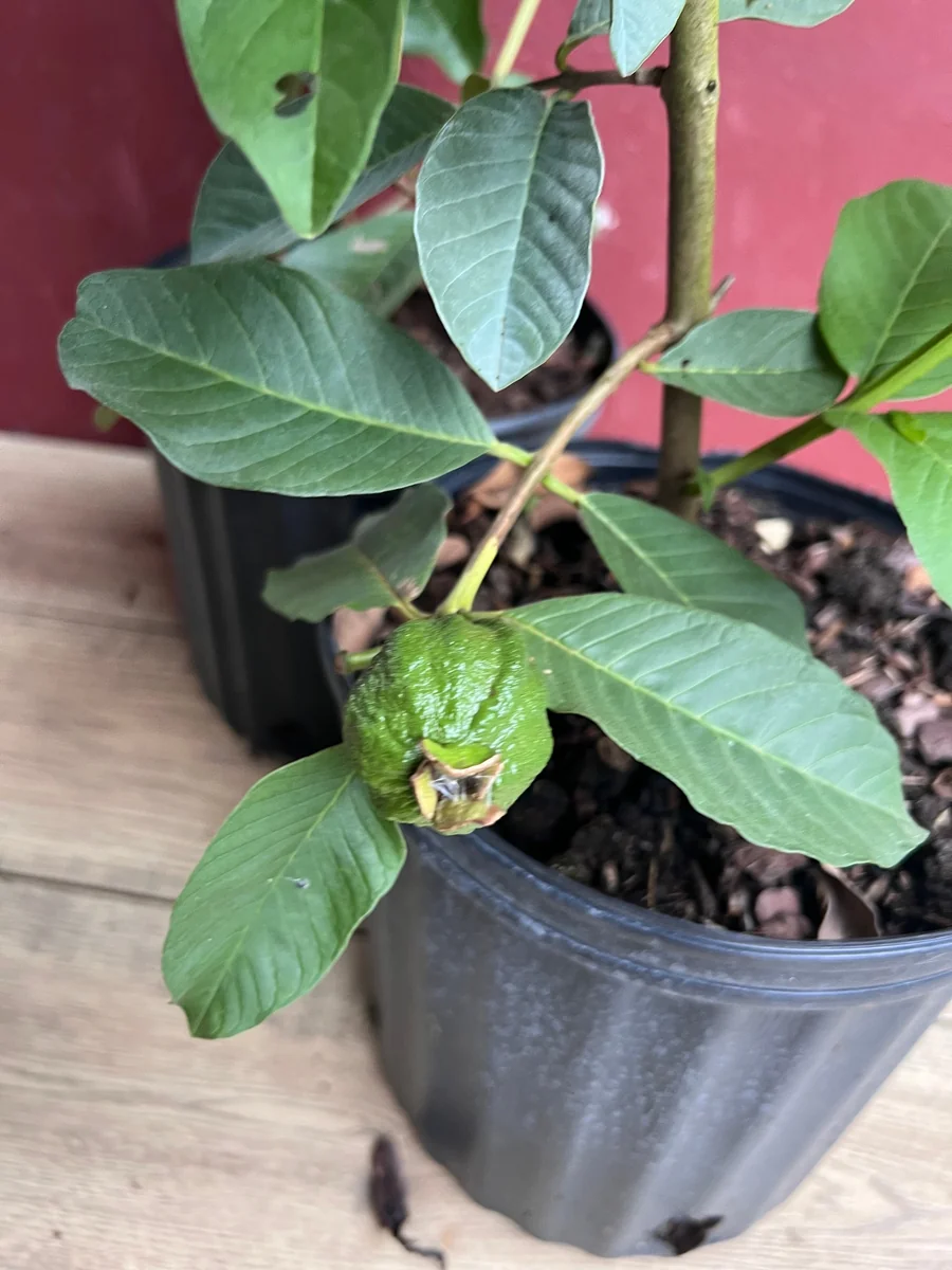 Thai White Guava Tree Live Plant – Jambu Batu – 6-10 inch Pot – Full Sun - Image 2