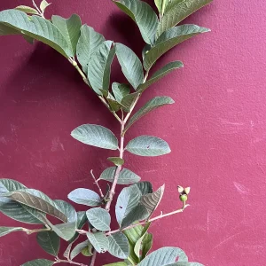 Thai White Guava Tree Live Plant – Jambu Batu – 6-10 inch Pot – Full Sun - Image 3