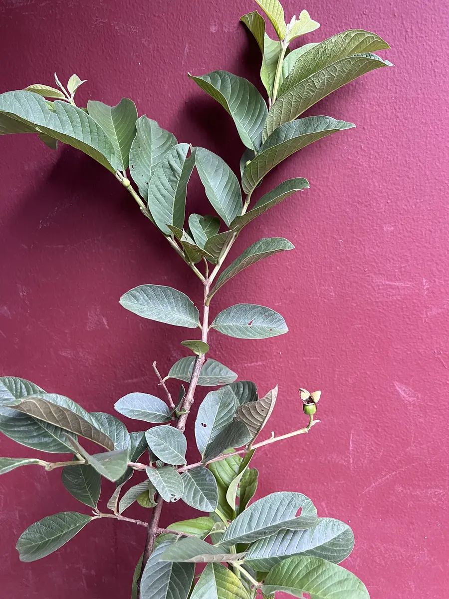 Thai White Guava Tree Live Plant – Jambu Batu – 6-10 inch Pot – Full Sun - Image 3