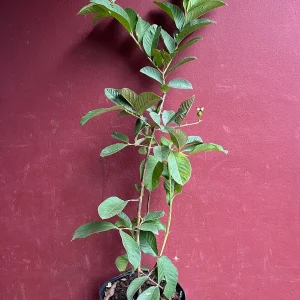 Thai White Guava Tree Live Plant – Jambu Batu – 6-10 inch Pot – Full Sun - Image 4