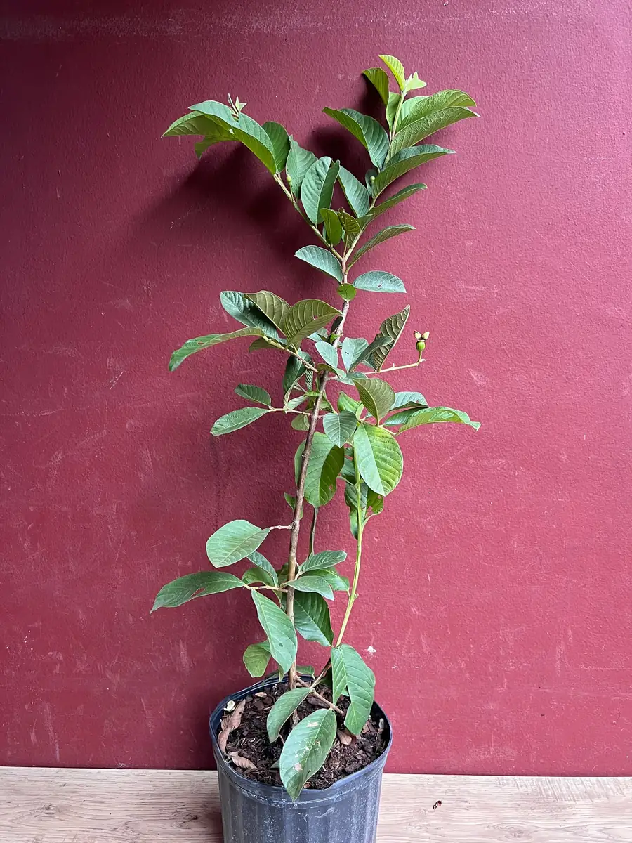 Thai White Guava Tree Live Plant – Jambu Batu – 6-10 inch Pot – Full Sun - Image 4