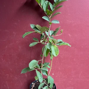 Thai White Guava Tree Live Plant – Jambu Batu – 6-10 inch Pot – Full Sun - Image 6