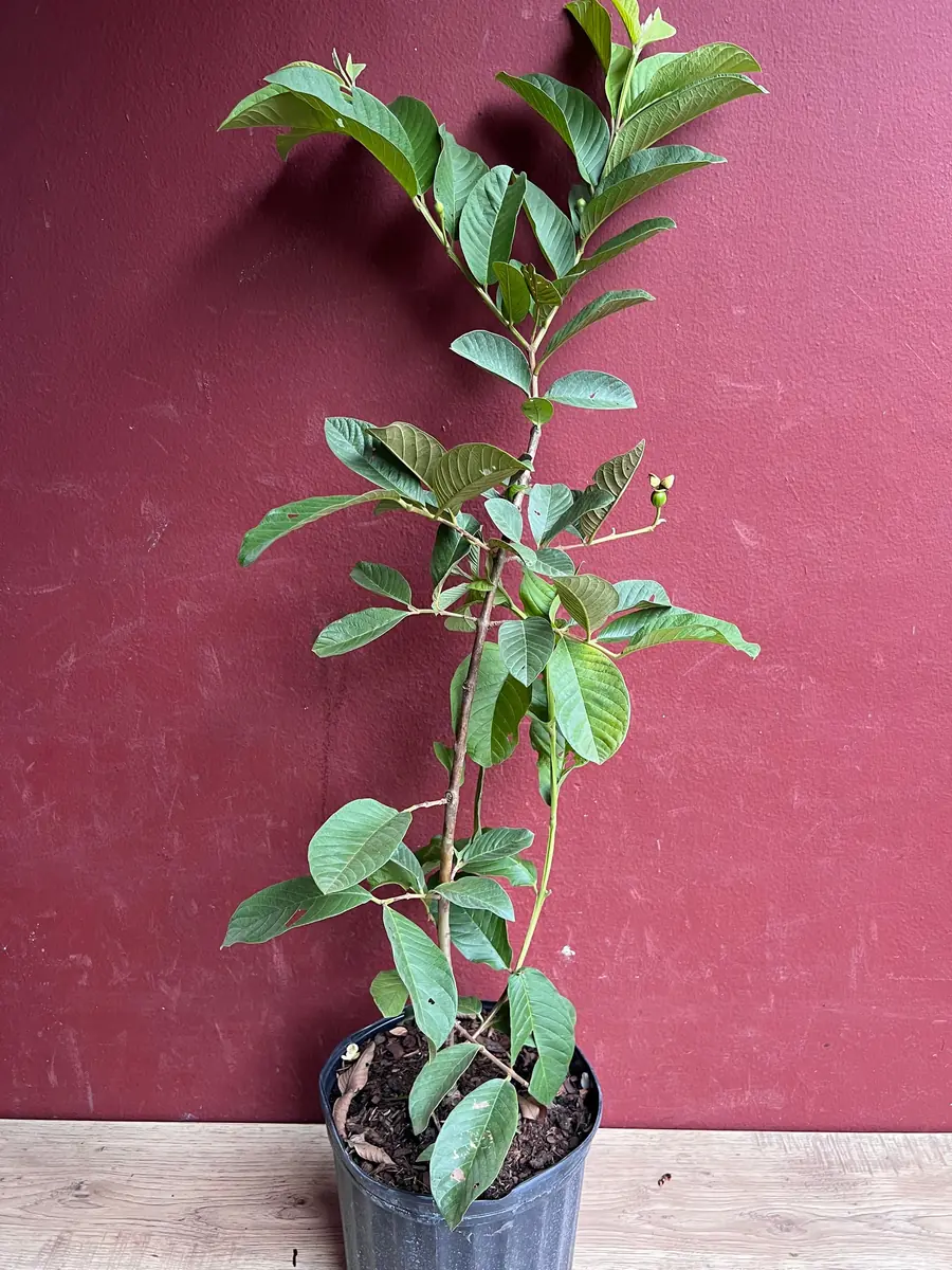 Thai White Guava Tree Live Plant – Jambu Batu – 6-10 inch Pot – Full Sun - Image 6