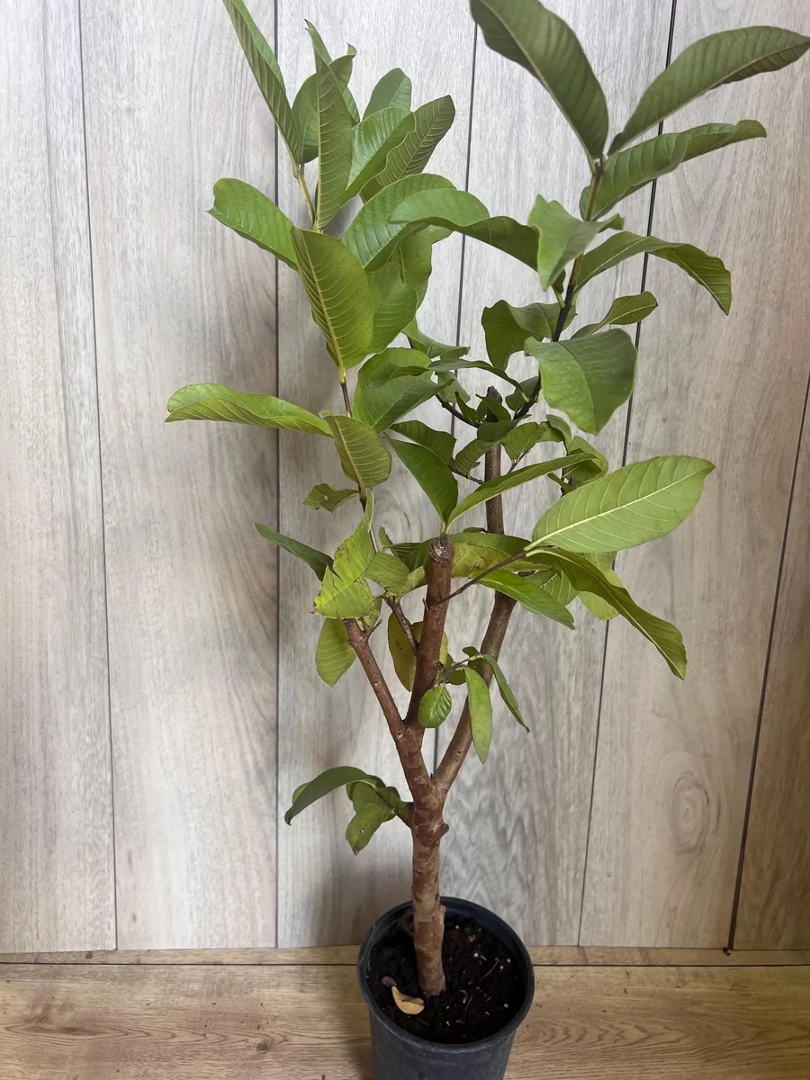 Thai White Guava Tree Live Plant – Jambu Batu – 6-10 inch Pot – Full Sun - Image 7