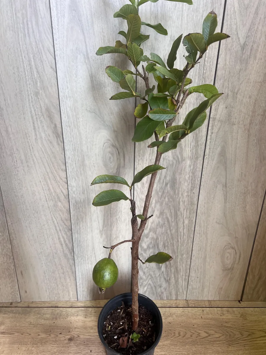 Thai White Guava Tree Live Plant – Jambu Batu – 6-10 inch Pot – Full Sun - Image 8