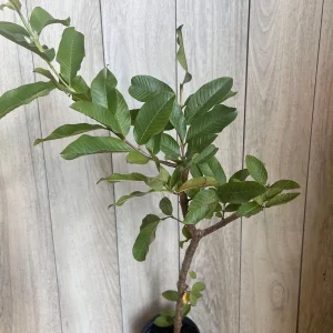 Thai White Guava Tree Live Plant – Jambu Batu – 6-10 inch Pot – Full Sun - Image 9