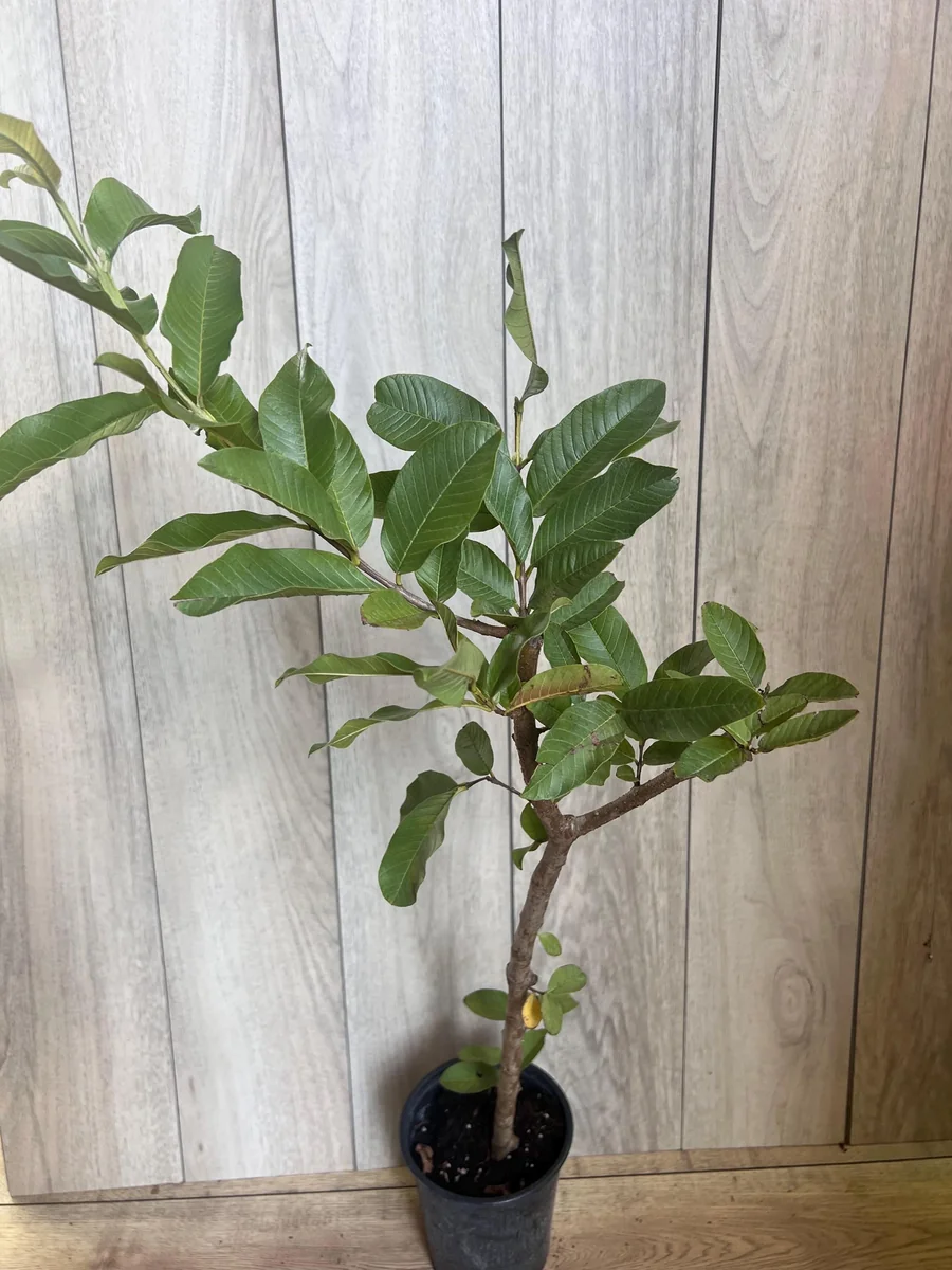 Thai White Guava Tree Live Plant – Jambu Batu – 6-10 inch Pot – Full Sun - Image 9
