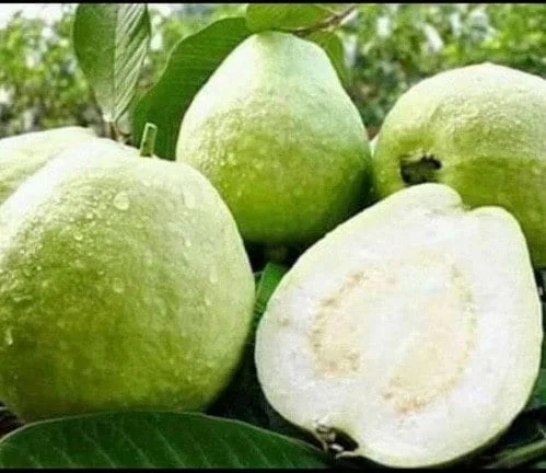 Thai White Guava Tree Live Plant – Jambu Batu – 6-10 inch Pot – Full Sun - Image 1