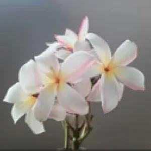 Thailand Sunrise Plumeria Plant – Frangipani – Live Cutting 8-10 Inches – Outdoor - Image 1