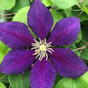 The President Clematis Vine Live Plant - Deep Purple Flowers - 2.5" Pot - Outdoor - Image 1
