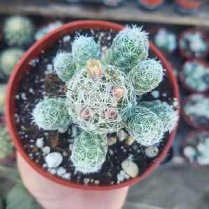 Thimble Cactus Live Plant – Mammillaria Gracilis Fragilis – 4in Pot – Rare Indoor Cactus - Image 2