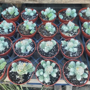 Thimble Cactus Live Plant – Mammillaria Gracilis Fragilis – 4in Pot – Rare Indoor Cactus - Image 3