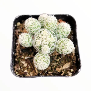 Thimble Cactus Live Plant - Mammillaria gracilis fragilis - Potted Succulent - Image 3