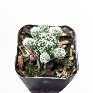 Thimble Cactus Live Plant - Mammillaria gracilis fragilis - Potted Succulent - Image 5