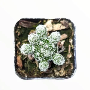 Thimble Cactus Live Plant - Mammillaria gracilis fragilis - Potted Succulent - Image 6