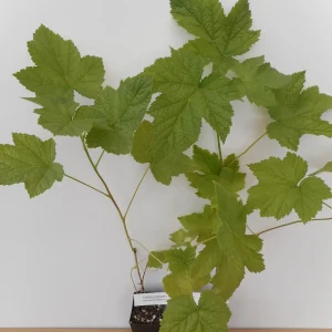 Thimbleberry Live Plant – Rubus parviflorus – Potted Native Shrub – 8-14 inches tall - Image 2