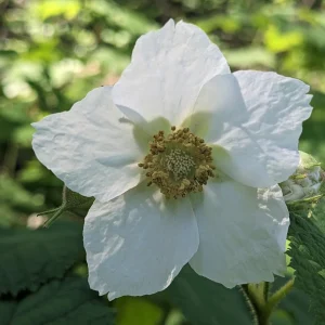 Thimbleberry Live Plant – Rubus parviflorus – Potted Native Shrub – 8-14 inches tall - Image 3