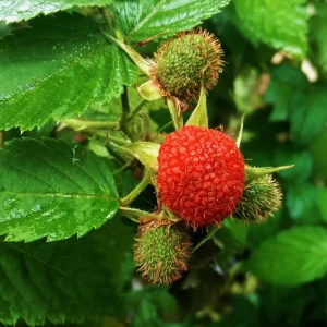 Thimbleberry Live Plant – Rubus parviflorus – Potted Native Shrub – 8-14 inches tall - Image 1