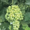 Thompson Seedless Grape Vine - 1 ft Live Plant - Ship in 6" Pot - Outdoor - Image 1