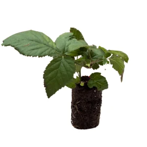 Thornless Black Raspberry Plant – 2 Live Plug Plants | Large Sweet Berries | USDA Zones 5-8 - Image 2