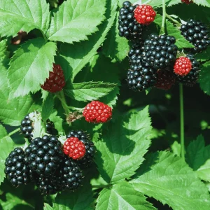 Thornless Black Raspberry Plant – 2 Live Plug Plants | Large Sweet Berries | USDA Zones 5-8 - Image 5