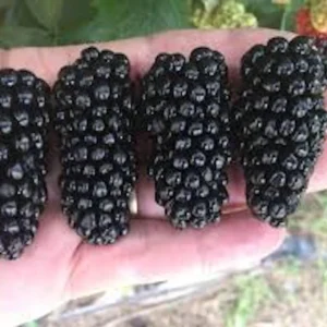 Thornless Blackberry Live Plants - 3 Rubus Starter Plants, High Yield Fruit Bush, Zones 5-9 - Image 2